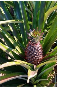 ananasplante