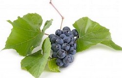 raisin