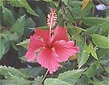 hibiscus.jpg (8394 octets)